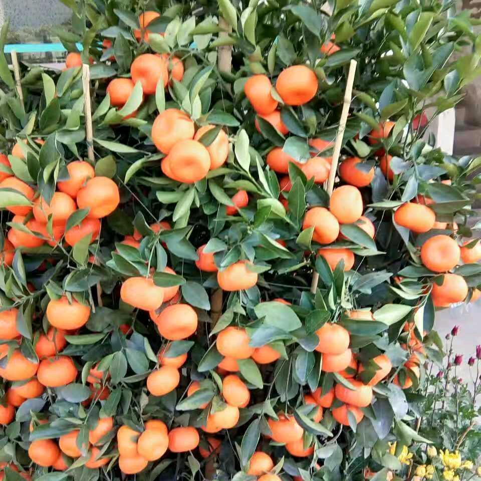 明天会更好☀️