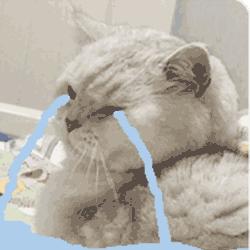 星猫