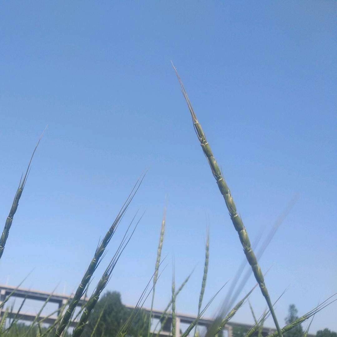 科举