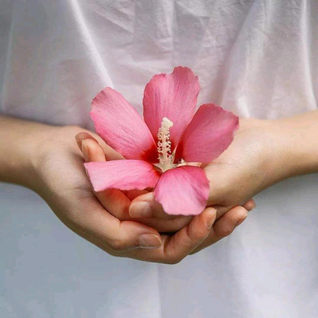 沙仑玫瑰