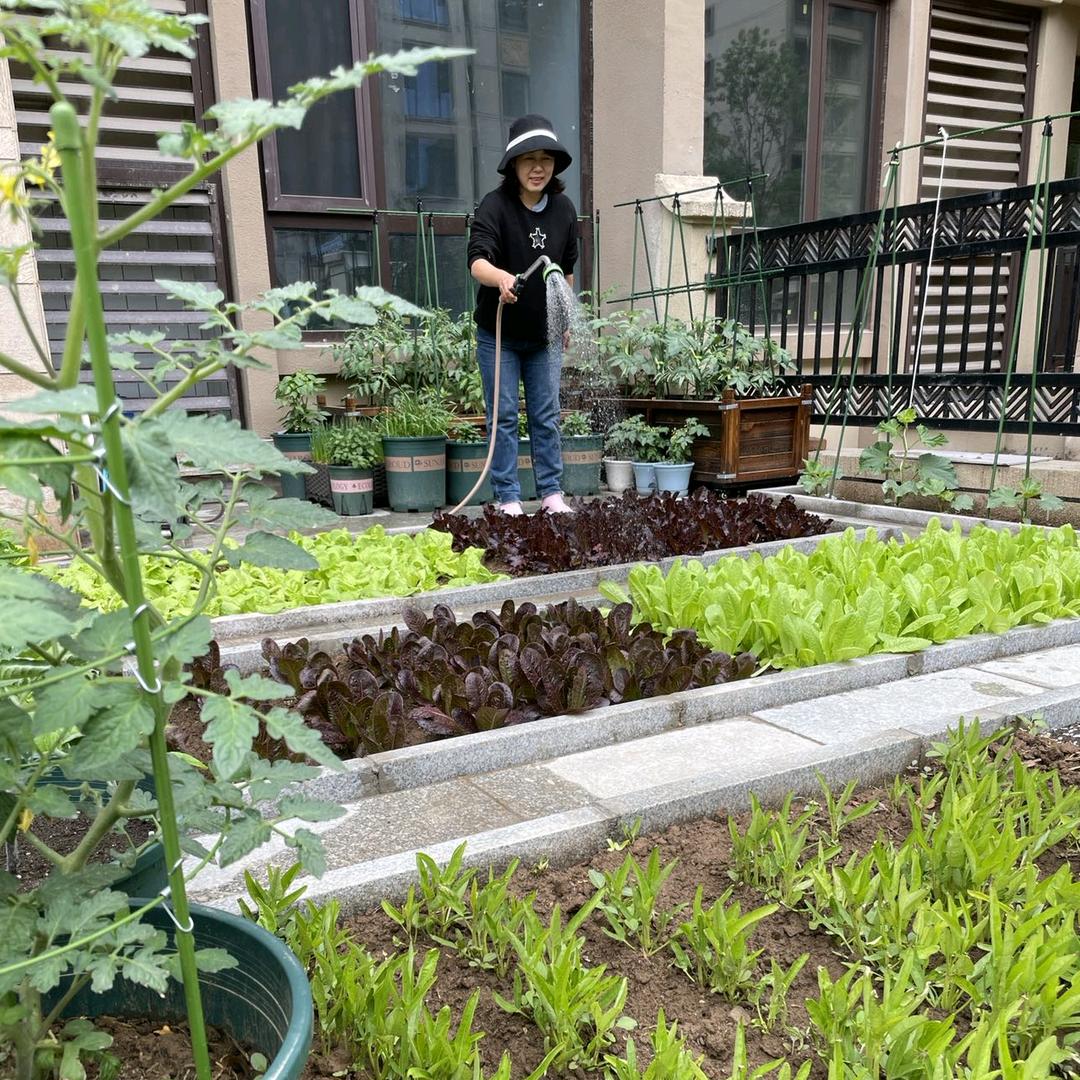 梦想小菜园@抖音