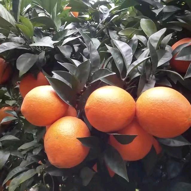佳橙果业（赣南脐橙，爸妈种植，产地直发）