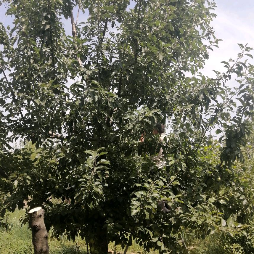 用户3754800342642杏花