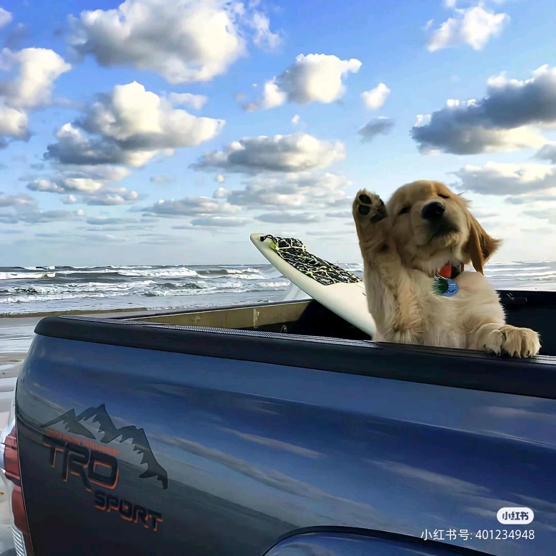 🌈大王叫我来巡山