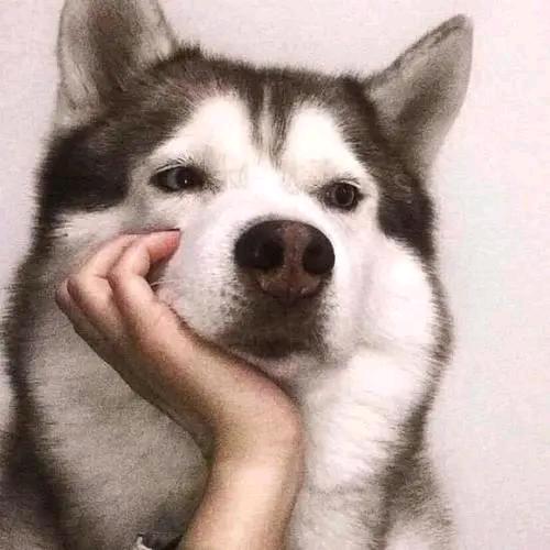 沈