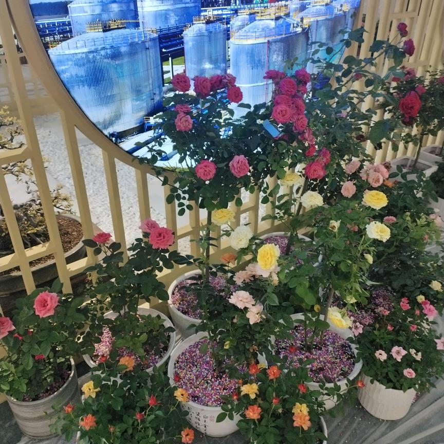 福杯满溢