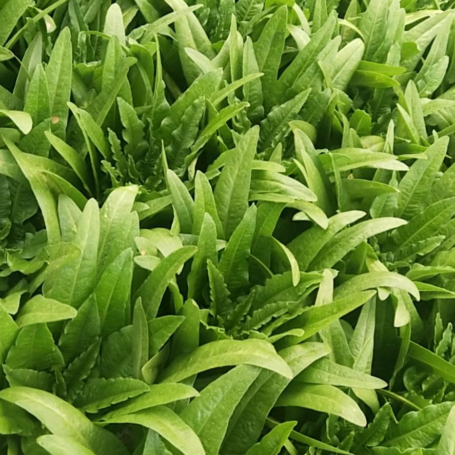 努力才有希望147