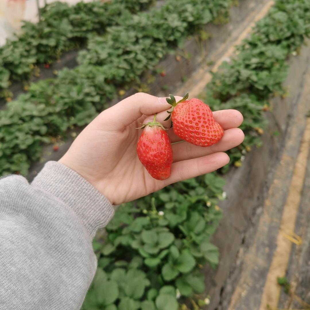 韩家二姐🌹🌹