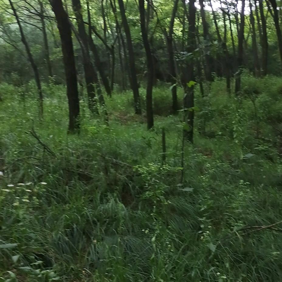 绿山青水