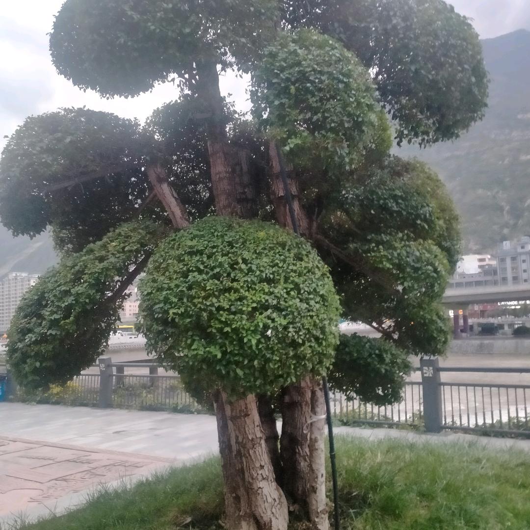 狼烟哥