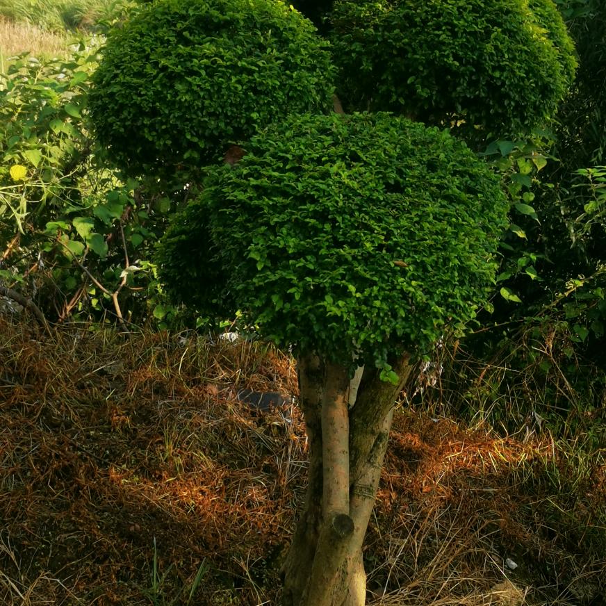 谁的新欢不是别人的旧爱