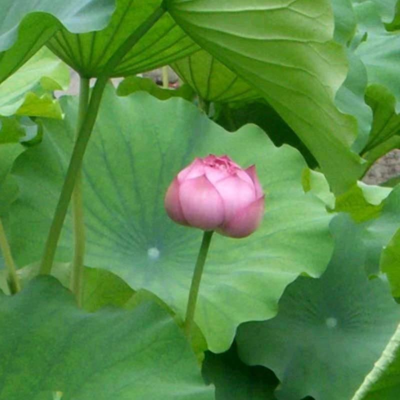 缘分