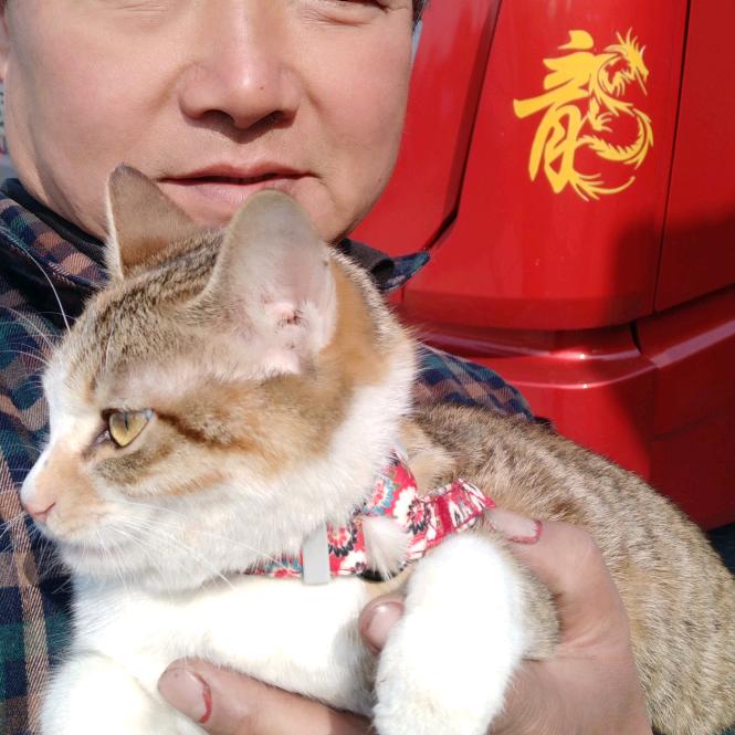 卡车猫王