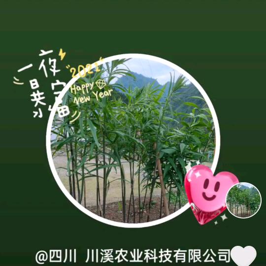 四川   川溪农业    钟药材