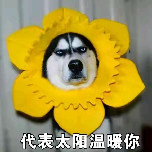 大夕爱看球
