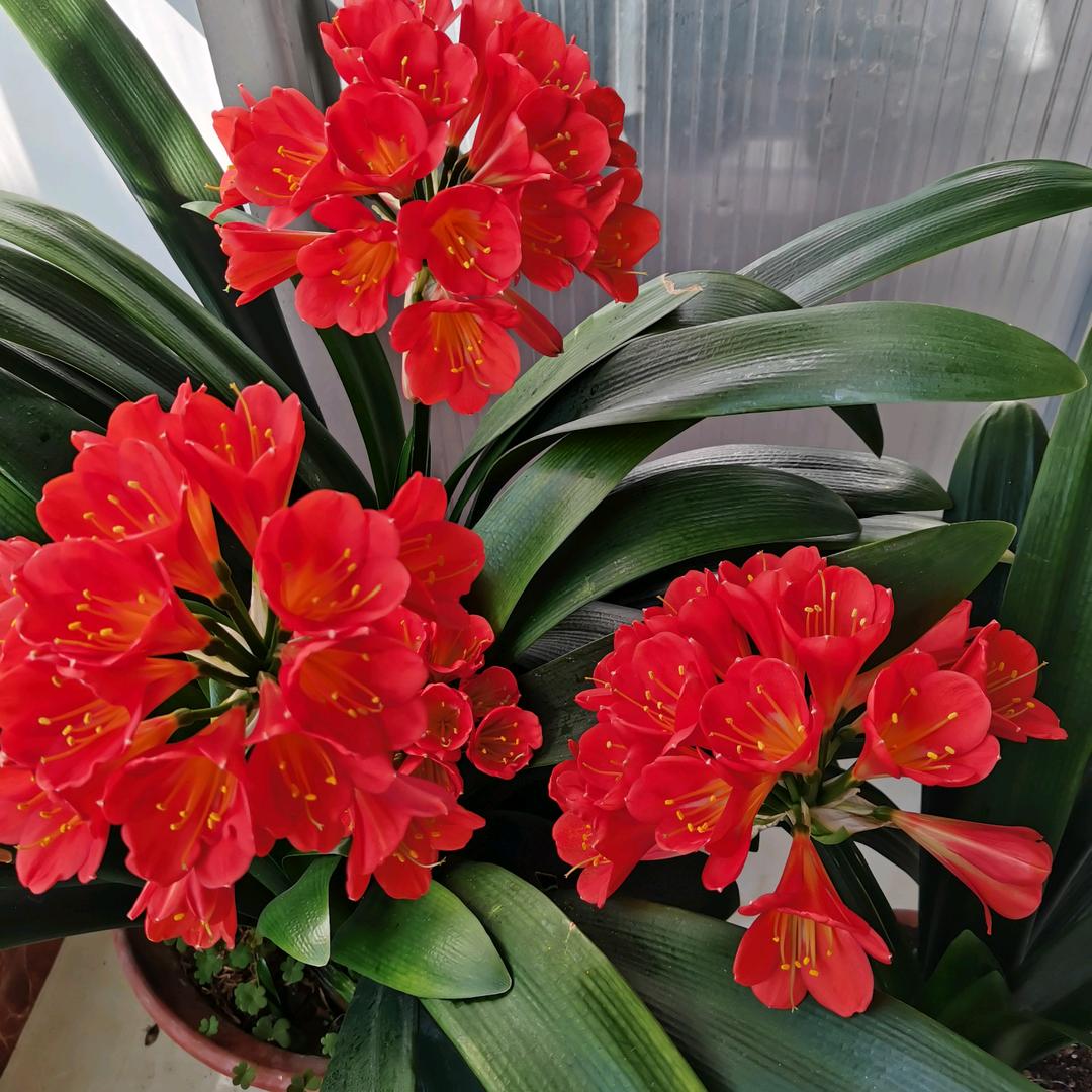 幸福花开