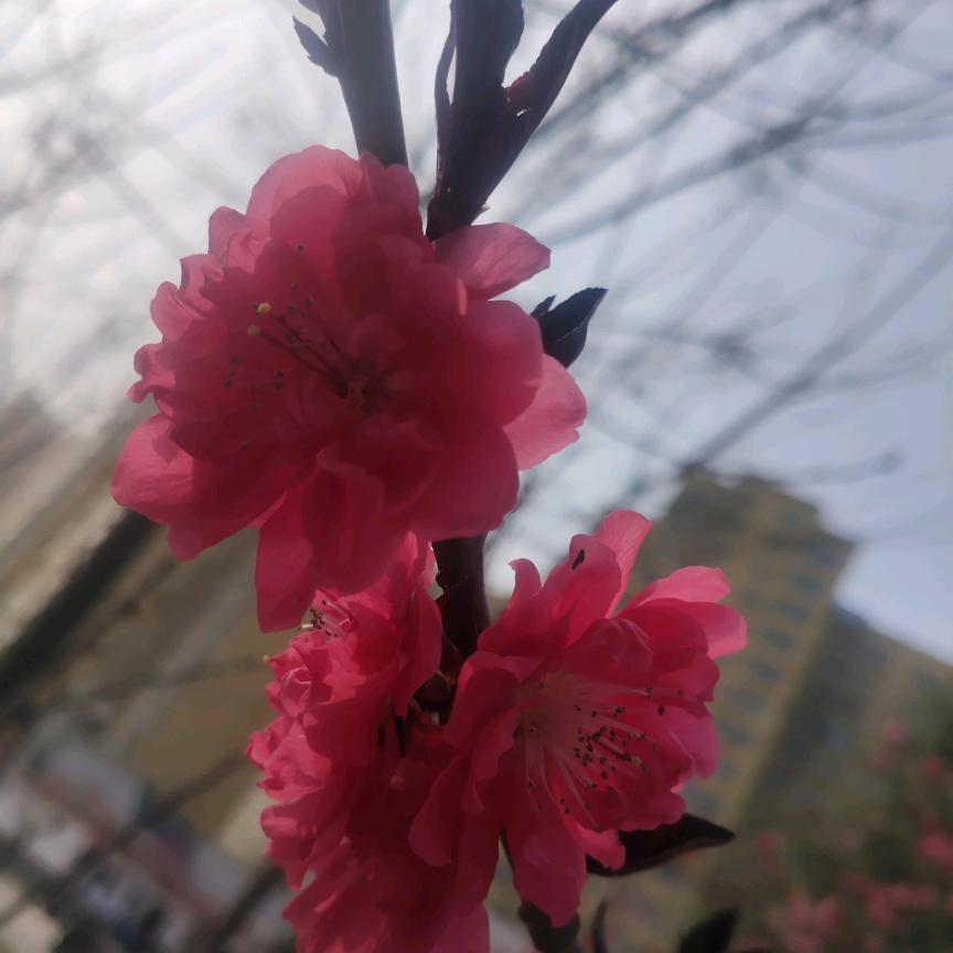 壮壮奶奶