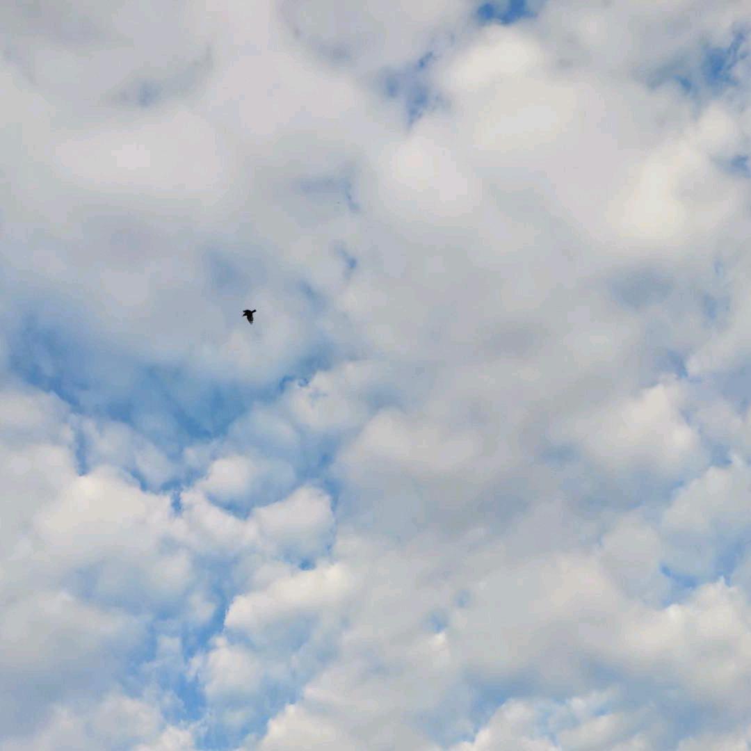 木村树