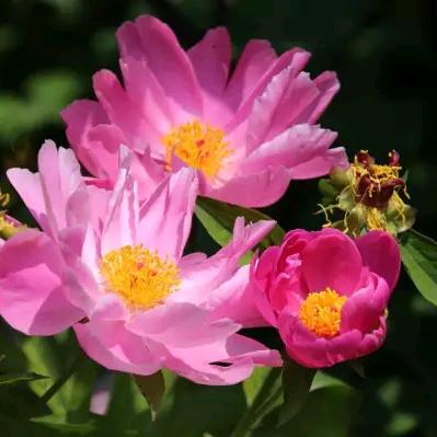 朝花夕拾🌺