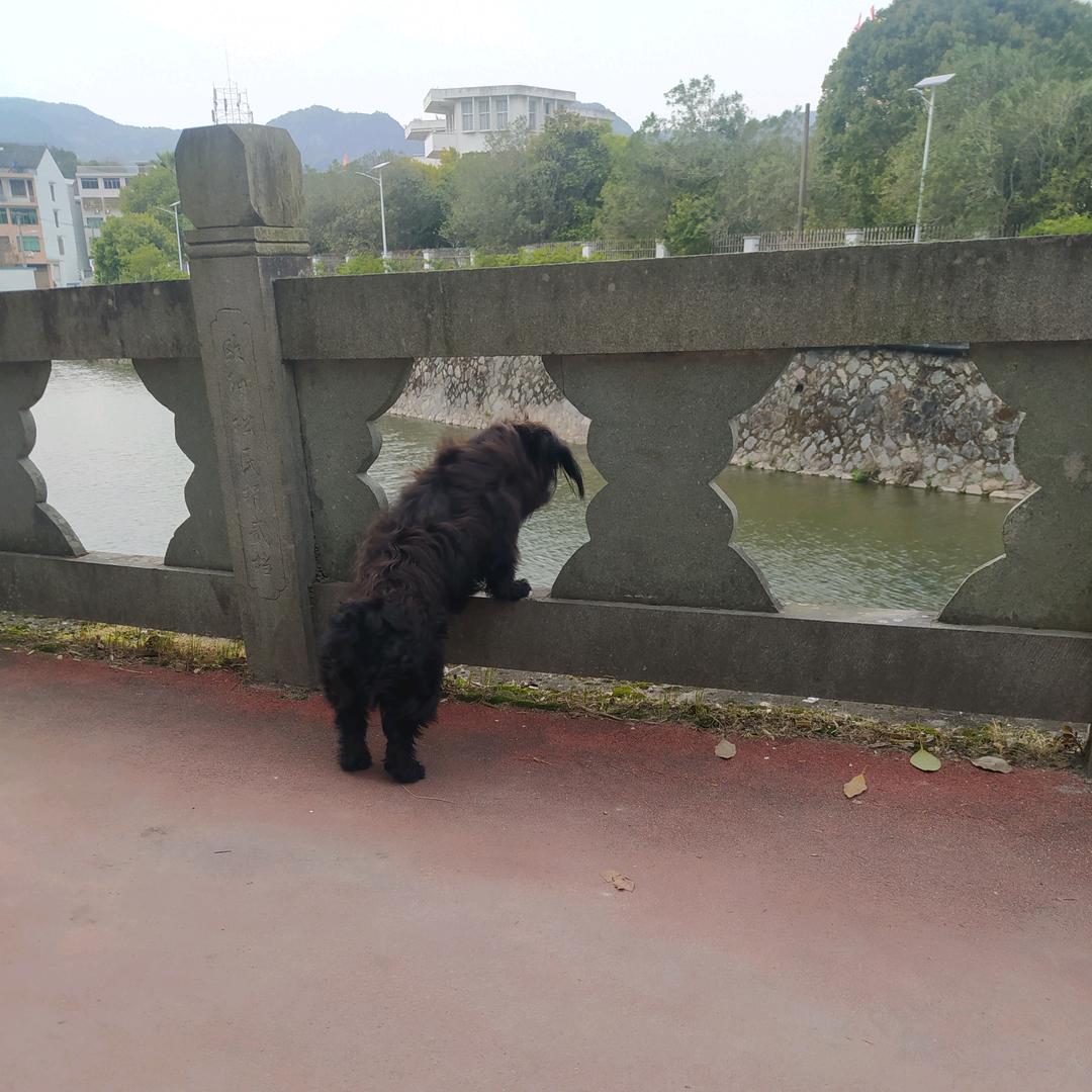 小黑宝