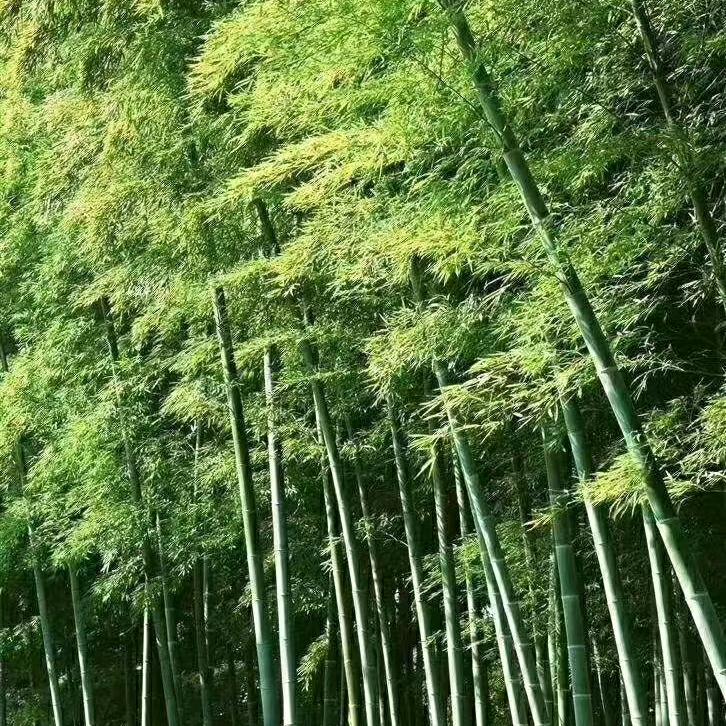一帆风顺123