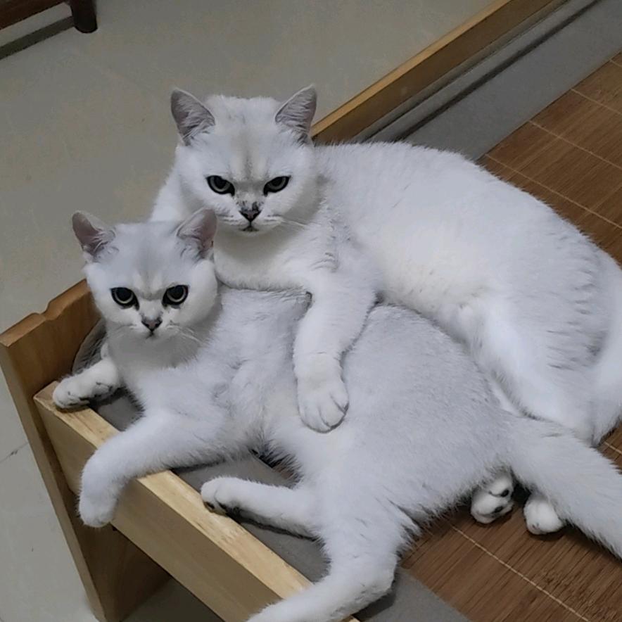 野猫嘟嘟