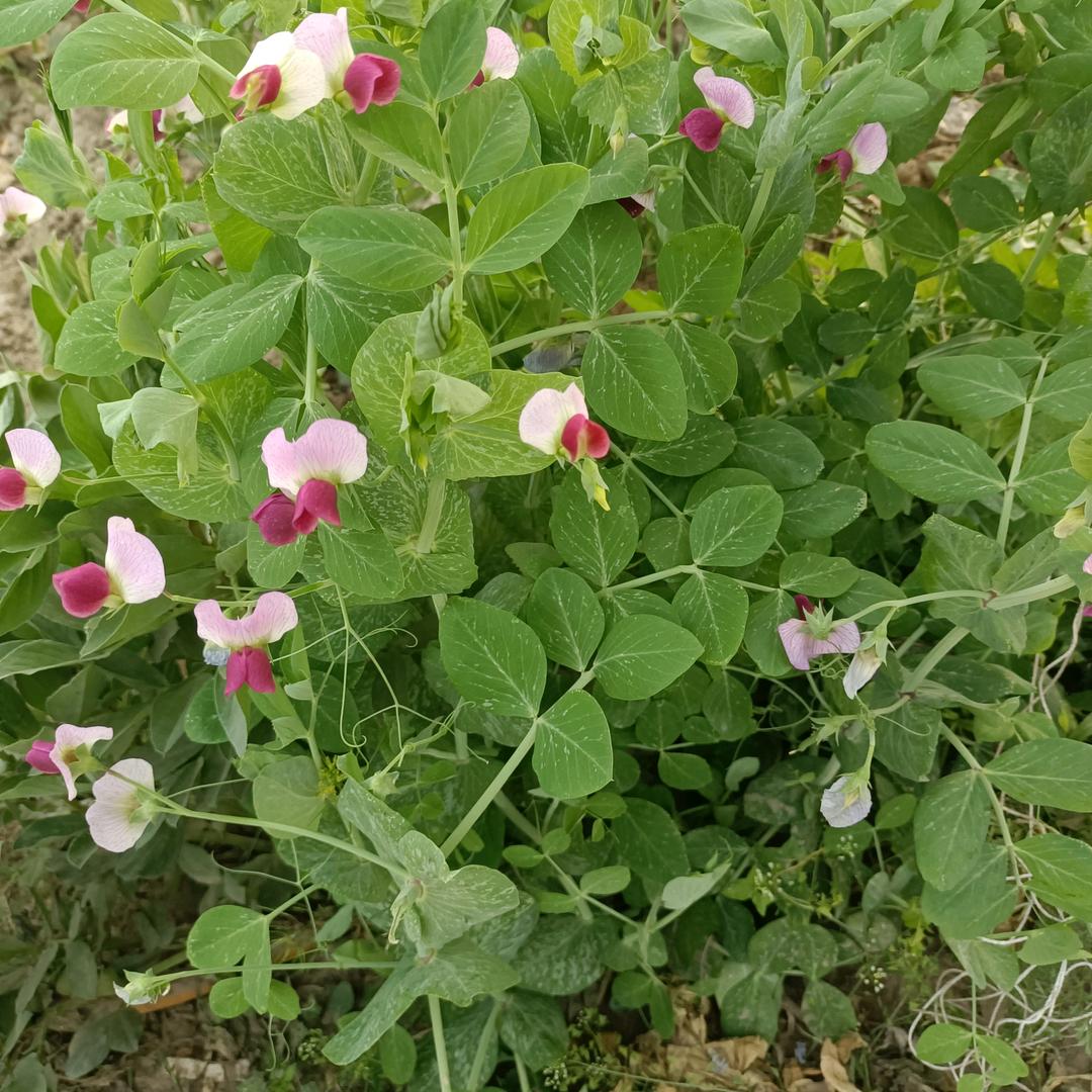🌺🌻🍀花
