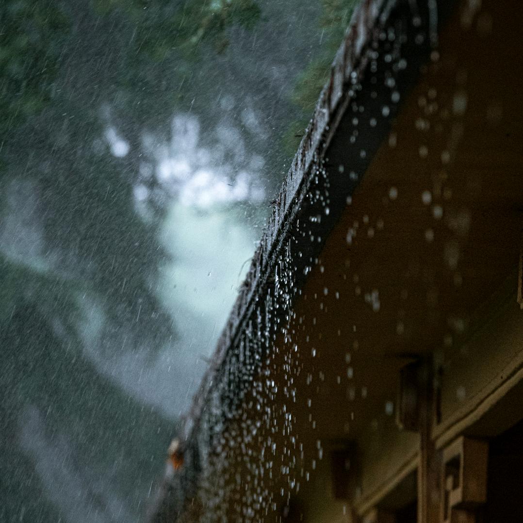 逆流的鱼