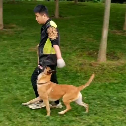 西安  千里马犬业