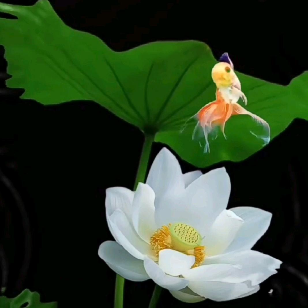 玉洁松贞