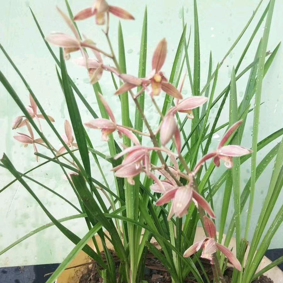 小石头的生活记