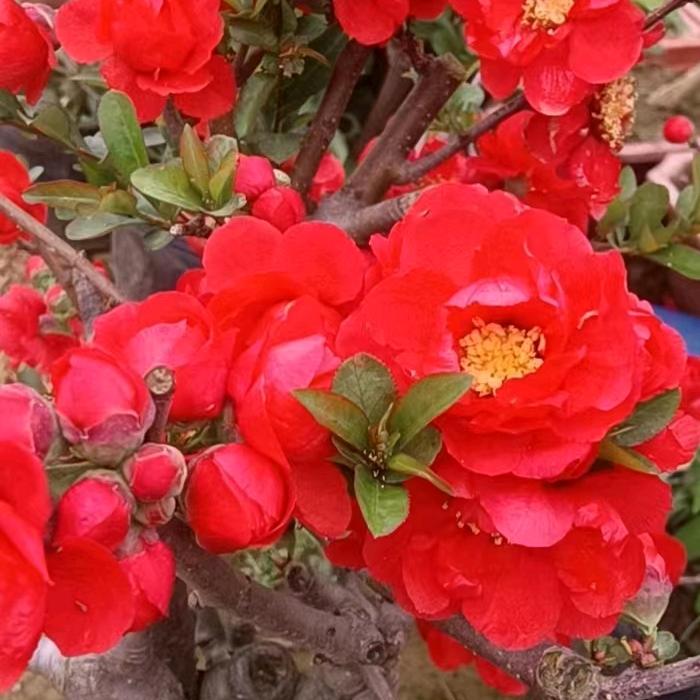 沂蒙花卉苗木基地