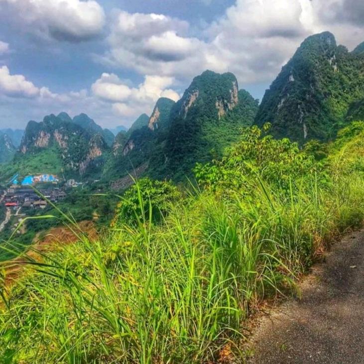金凤山茶业