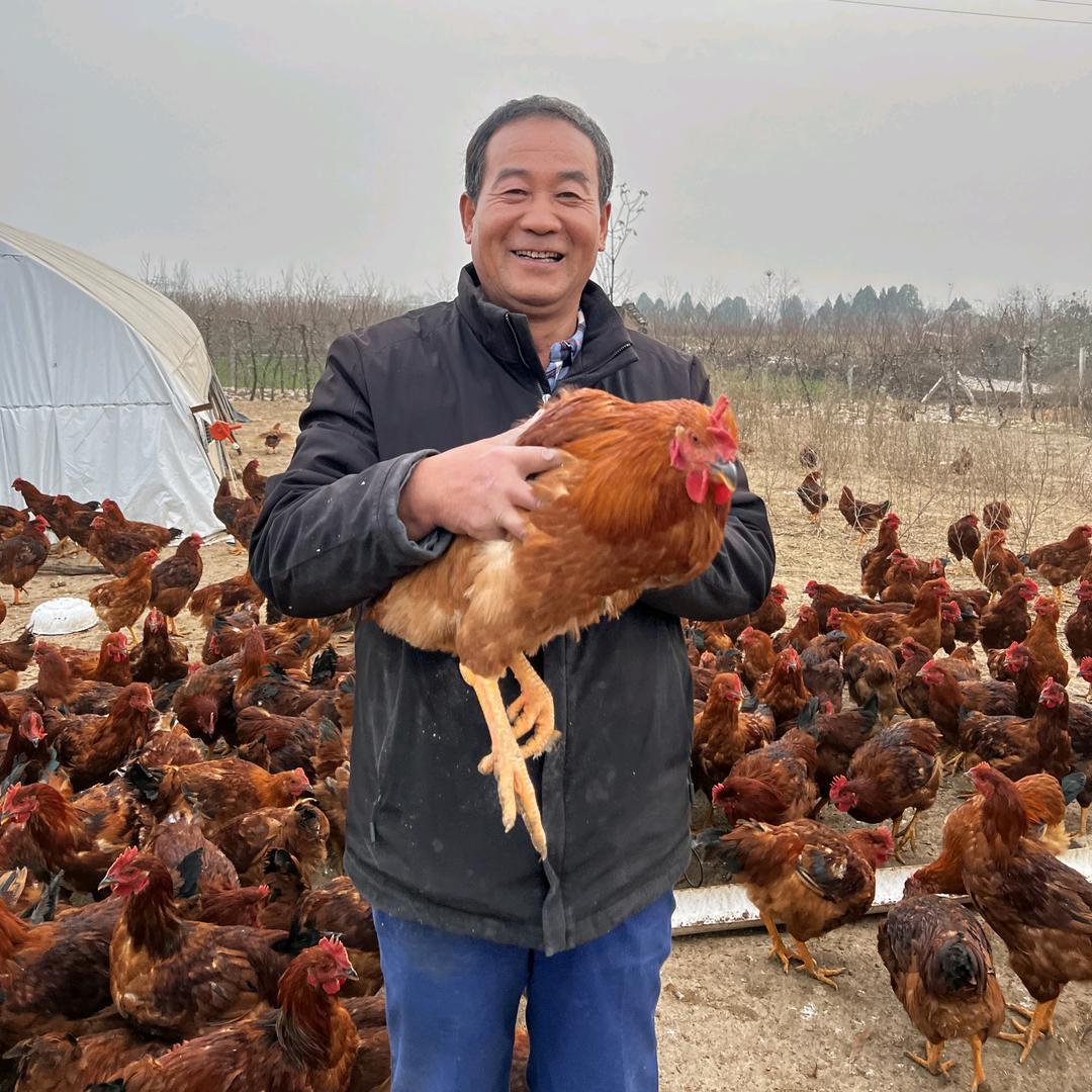 老杨散养鸡场