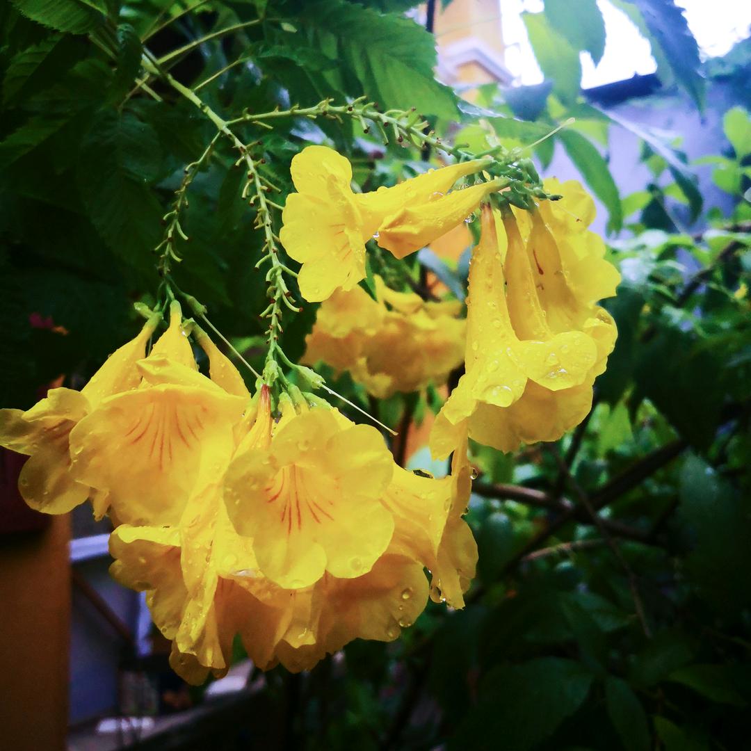 素心如花
