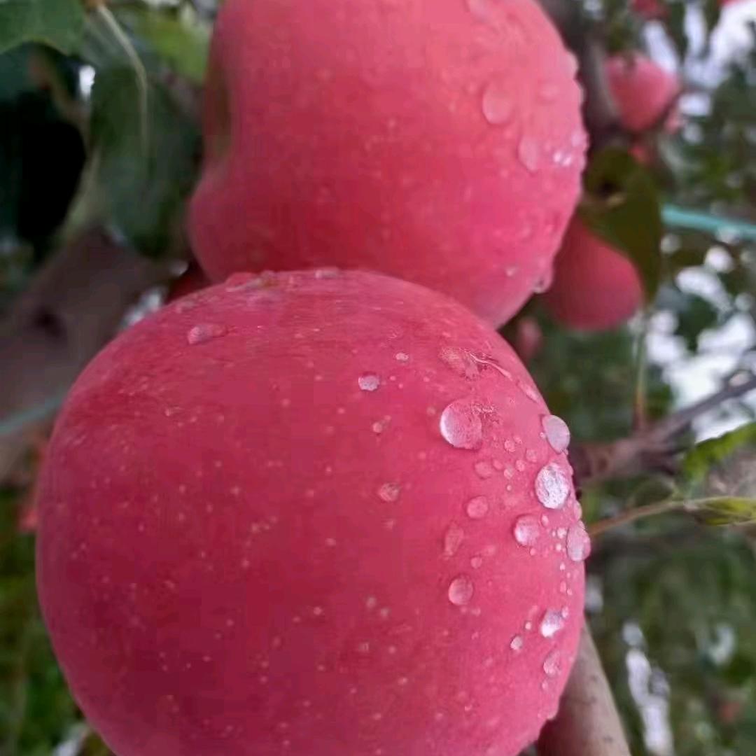 苹果基地欢迎您