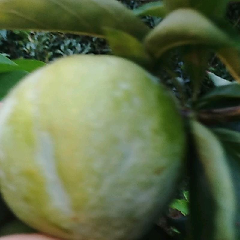 好好