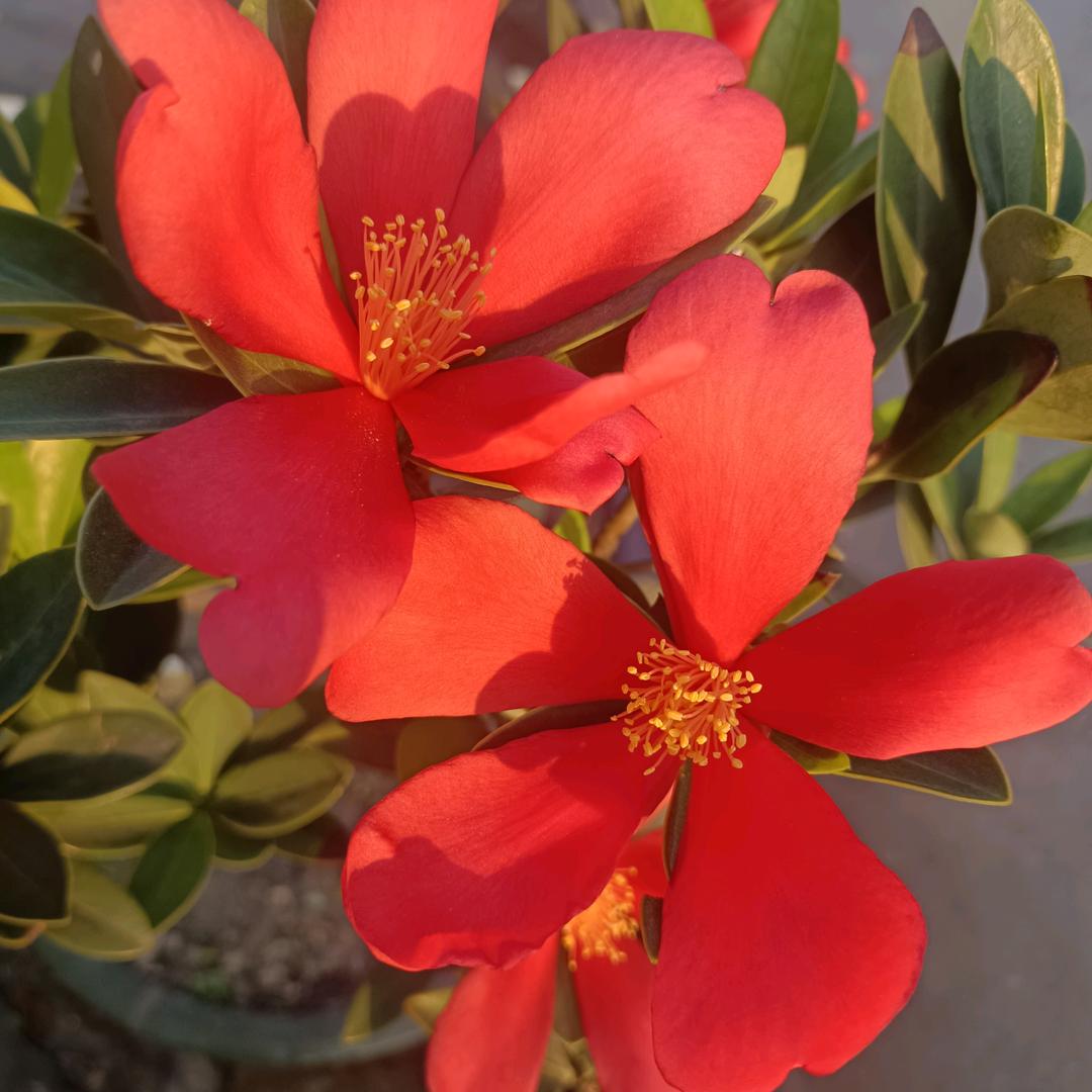 潇潇洒洒