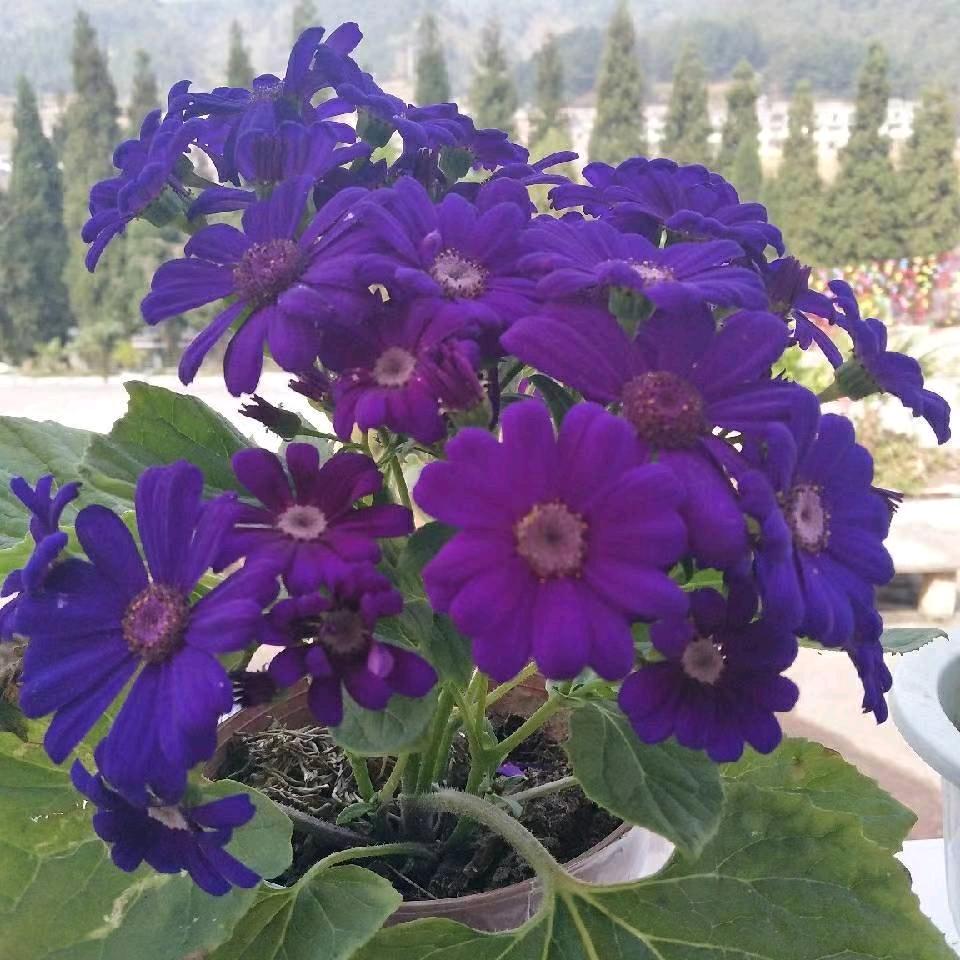 何天下