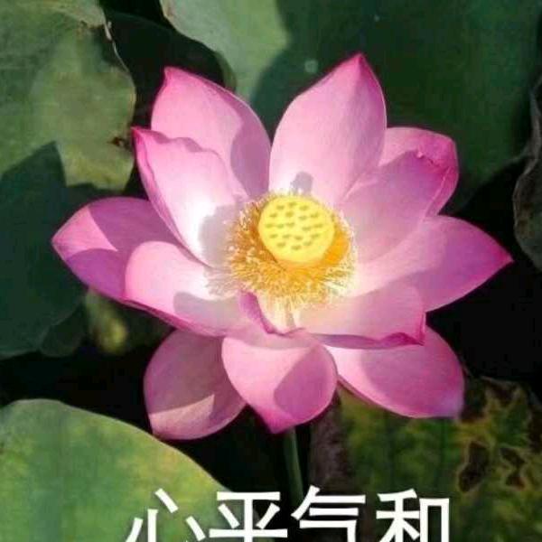 老乔论刀