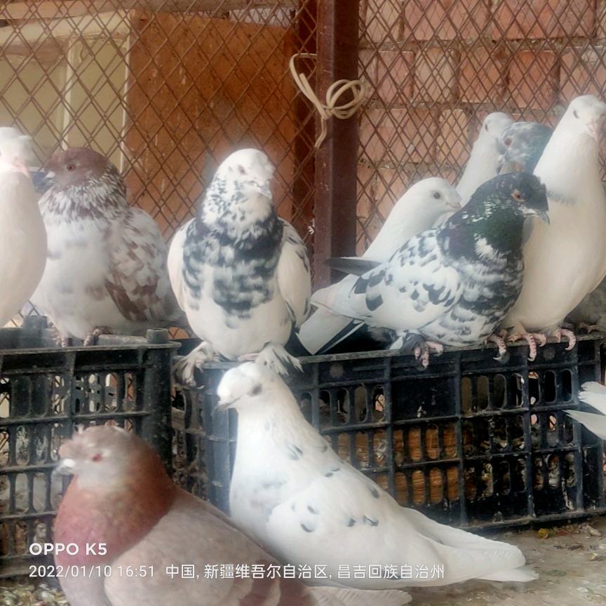 新疆翻翻 奥斯曼水磨鸽舍