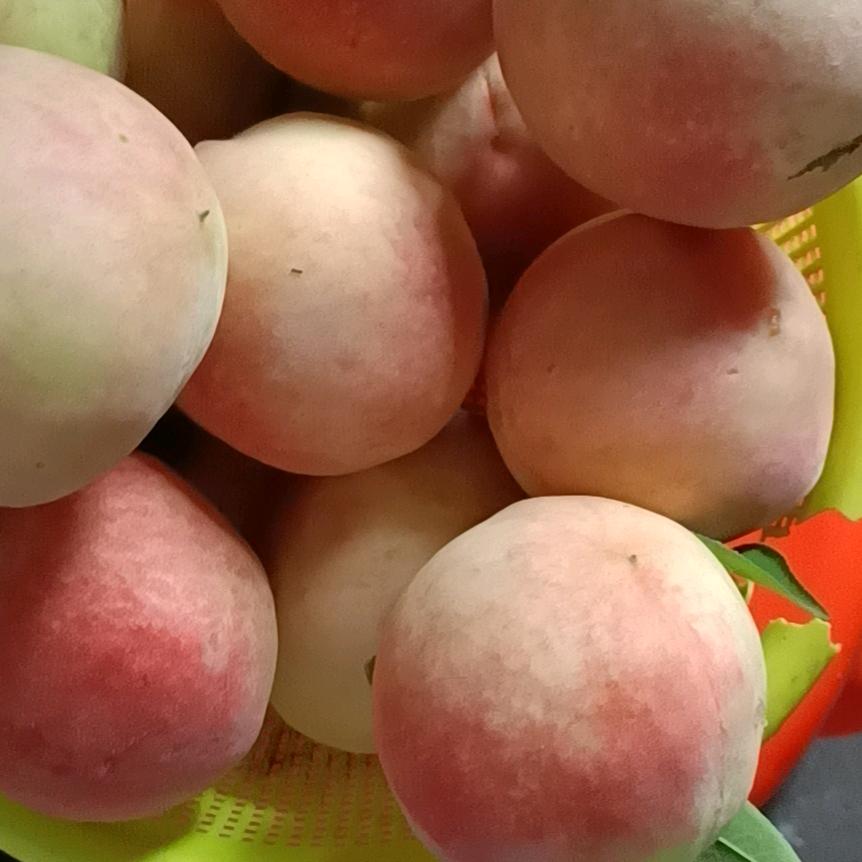 未闻花名但闻花香狮子座