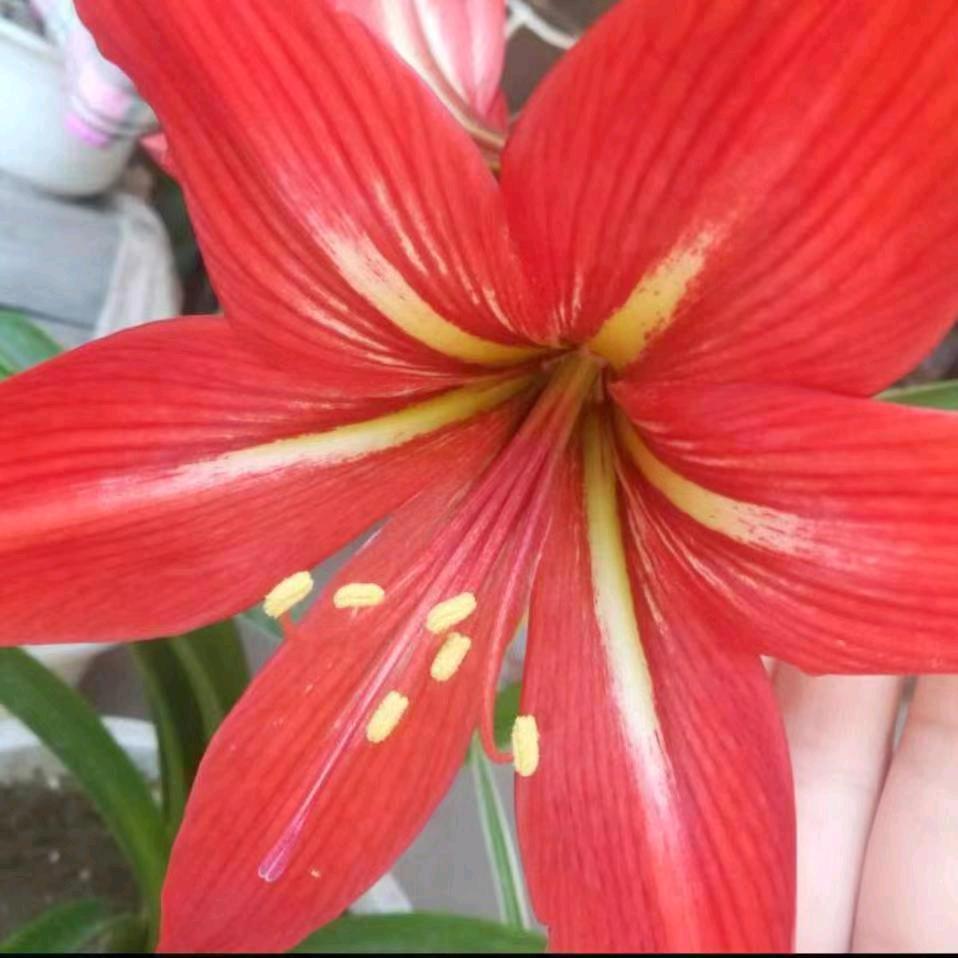 煊澳