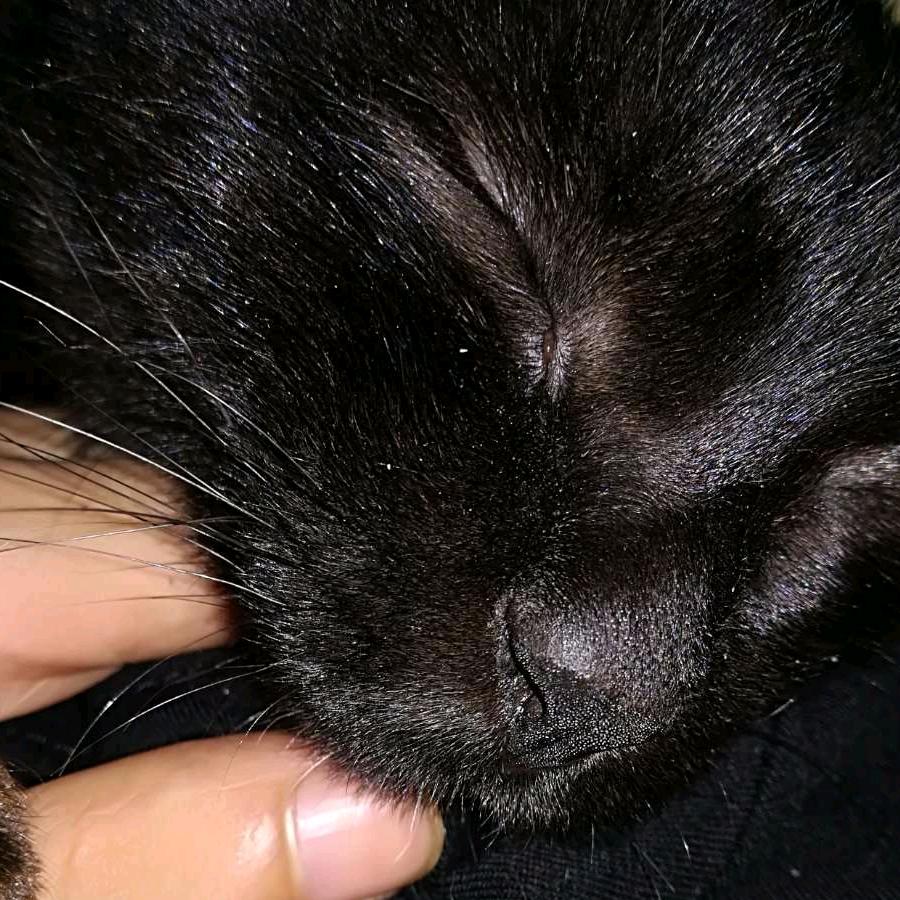 我有只猫