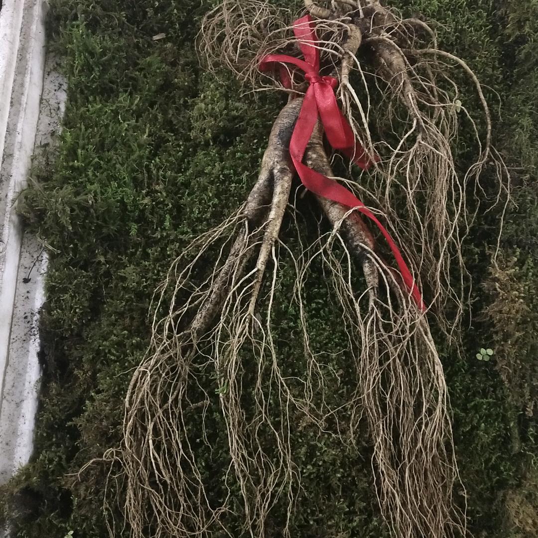 东北长白山人参特产