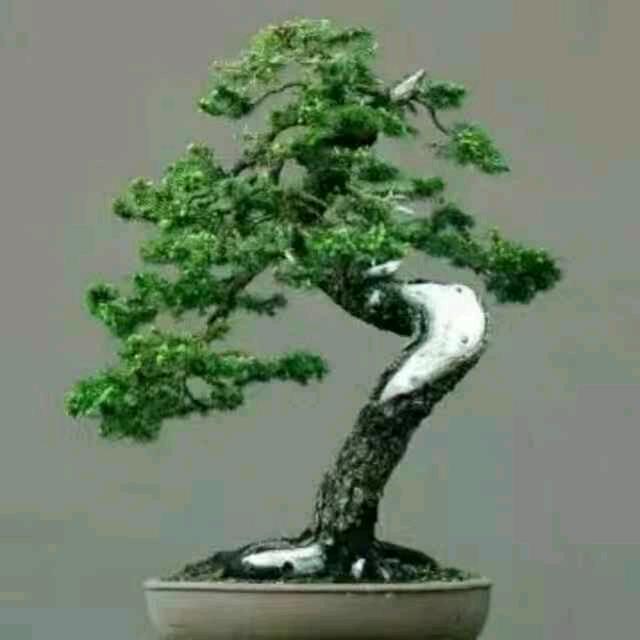 人生如梦