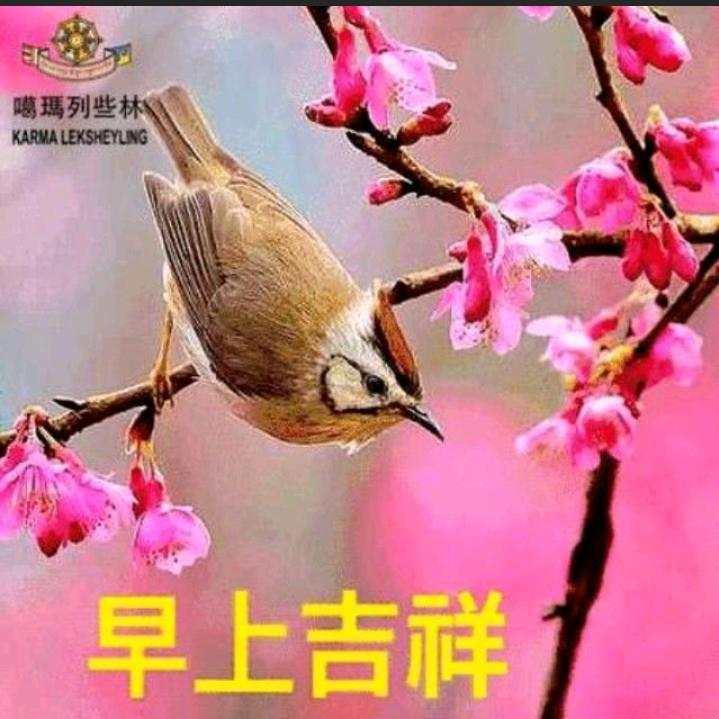 蝴蝶兰