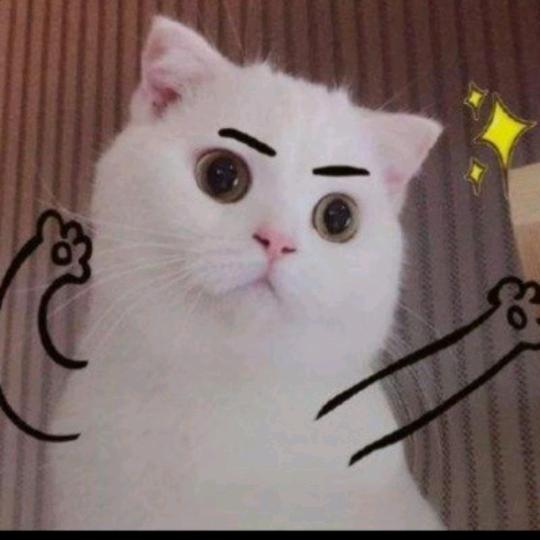 慕雨九狸