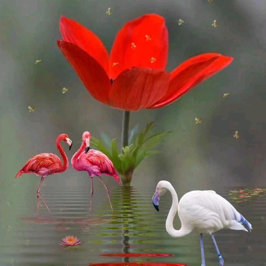 🌻雨中飘雪🌹(拒绝私聊)