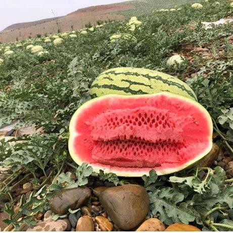 ༺人生如梦༻